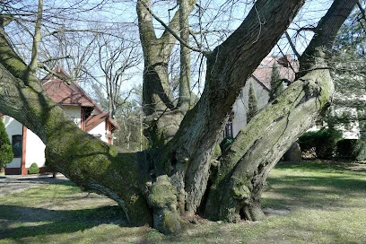 Lipa Anna (pomnik przyrody)